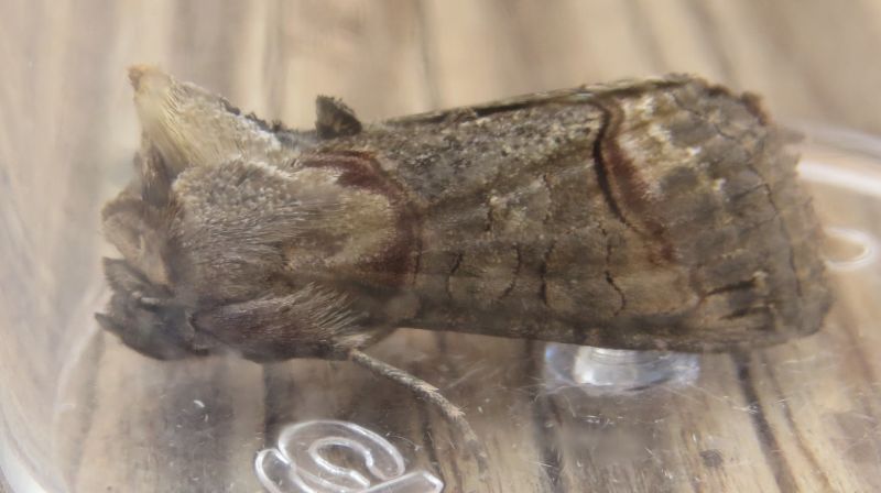 Abrostola sp. (Sicilia) - A. triplasia (cfr.), Noctuidae